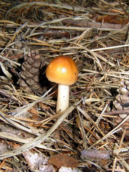 Amanite fauve   Amanita fulva